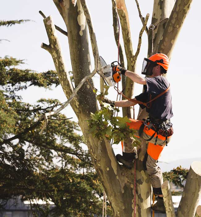 Acevedo Tree Service Arborist Services